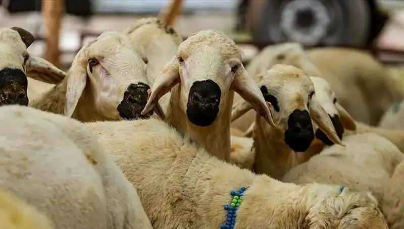 Kurban Bayramı 2025: Kurban Kesme Zorunluluğu ve Cevaplanması Gereken Sorular