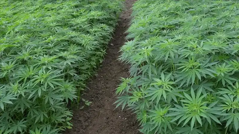 Türkiye’de Kenevir Yetiştiriciliği İçin Tarihi Karar: 21 İlde Üretim Başlıyor