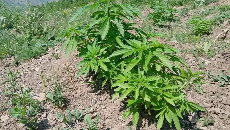 Bingöl'de Kenevir ve Kaçak Tütün Operasyonu: İki Gözaltı!