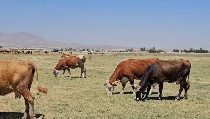 Arin Gölü Kurudu: Yöredeki Su Sıkıntısının Sebepleri Nelerdir?