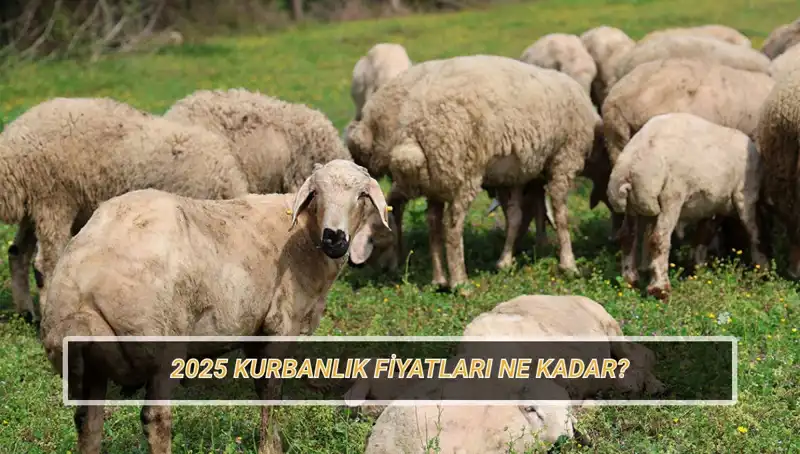 2025 Kurbanlık Fiyatları: Büyükbaş ve Küçükbaş Kurban Beklentileri