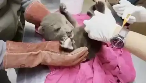 Karabük'te Yavru Bozayı Bulundu: Doğayı Kurtarma Mücadelesi Başlıyor
