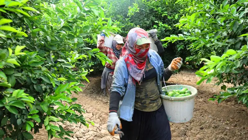 Marketlerdeki Acil Fiyat Sorununa Çözüm: Hasat Zamanı Geldi