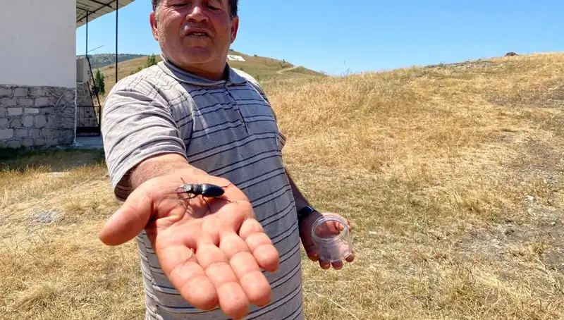 Sivas’ta Görülen Bu Böceği Öldürmenin Ceza Ücreti Duyduğunuzda Şaşıracaksınız!