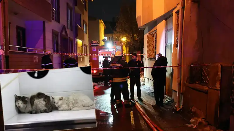 Evde Yangın Faciası: 26 Kedi Hayatını Kaybetti