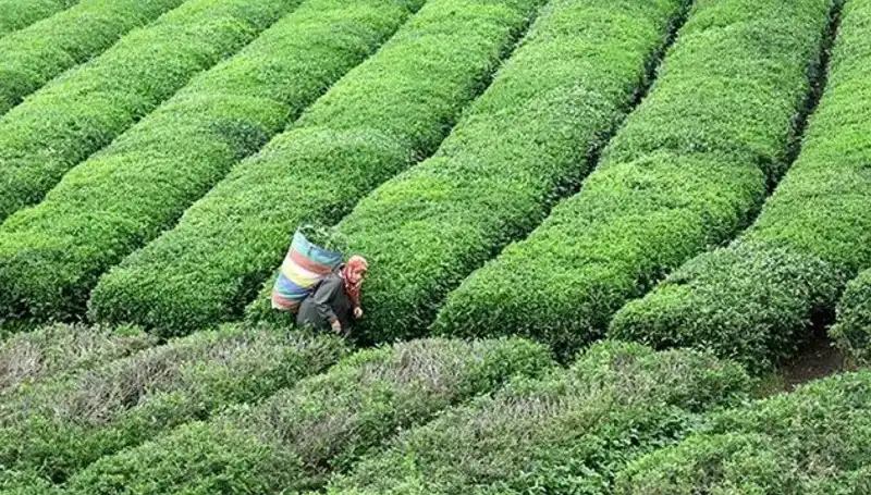 ÇAYKUR, Bayramda Yaş Çay Alımına Devam Ediyor: Çiftçilerin Yüzü Gülecek!