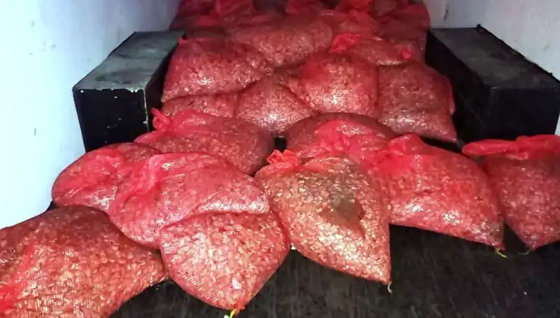 Samsun'da Şok Baskın: 1,5 Ton Kaçak Midye Ele Geçirildi