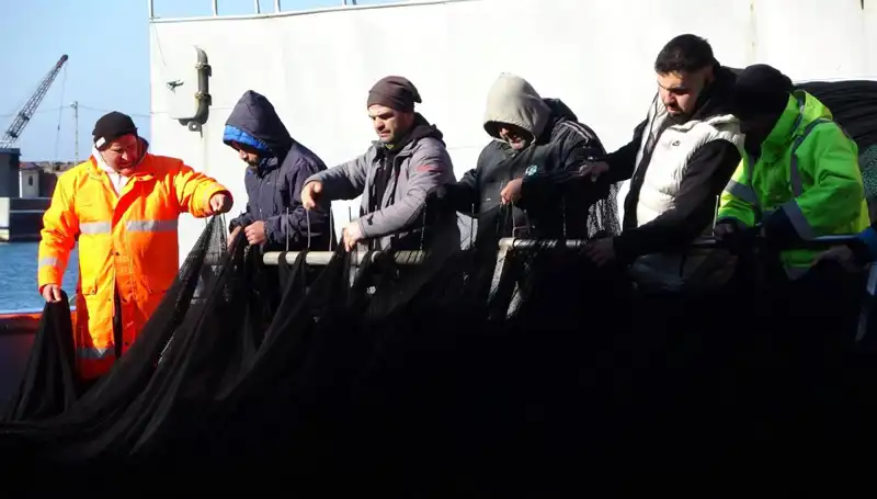 Denizlerde Hamsi Kayıpları: Balıkçılar Neden Erken Paydos Etti?